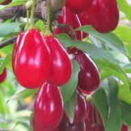 Саженец Кизил Николка